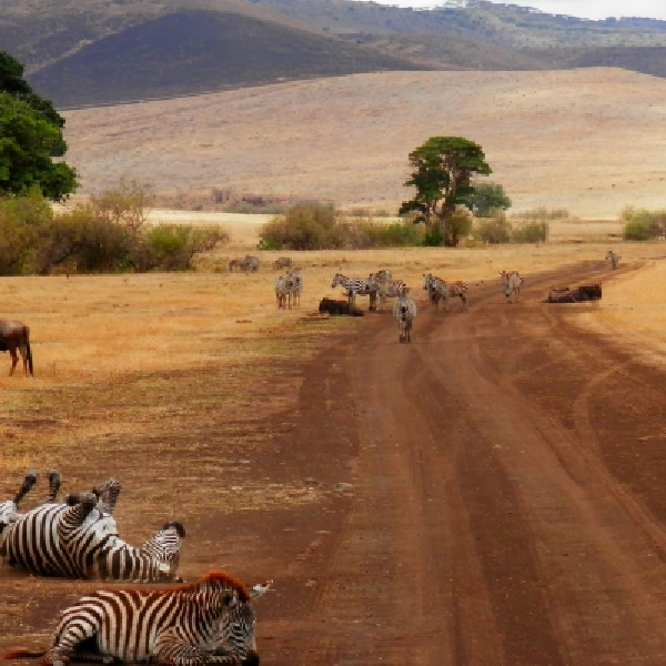 14 DAYS COMBINED KENYA AND TANZANIA BUDGET SAFARI